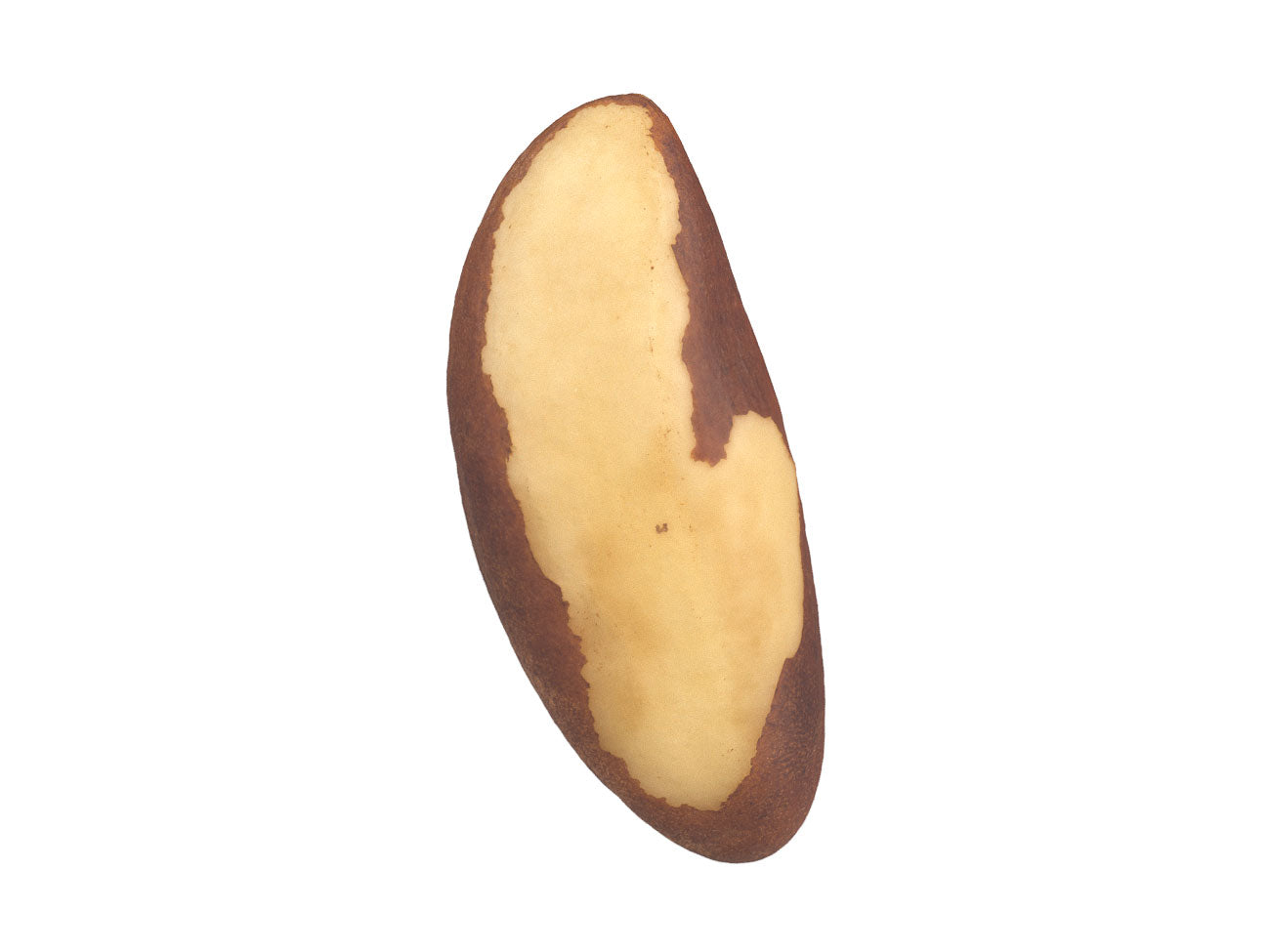 Brazil Nut #1