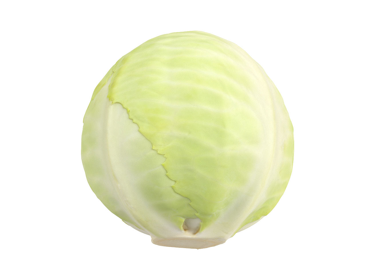 Cabbage #1