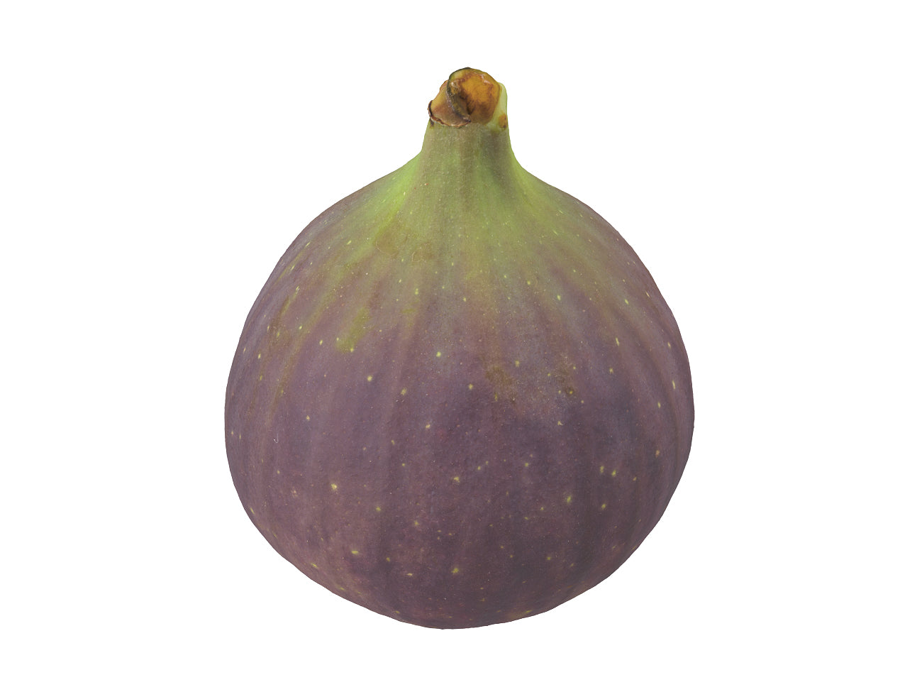 Fig #2