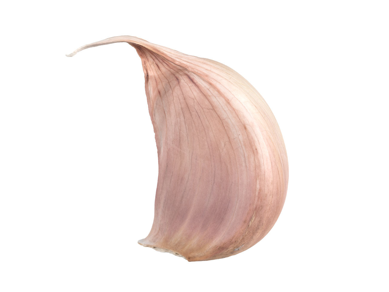 Garlic Clove #1