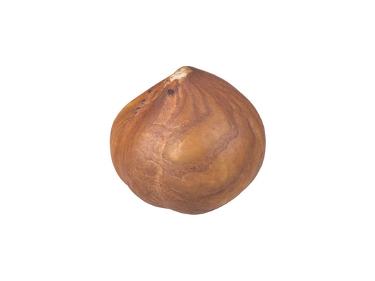 Hazelnut Kernel #1