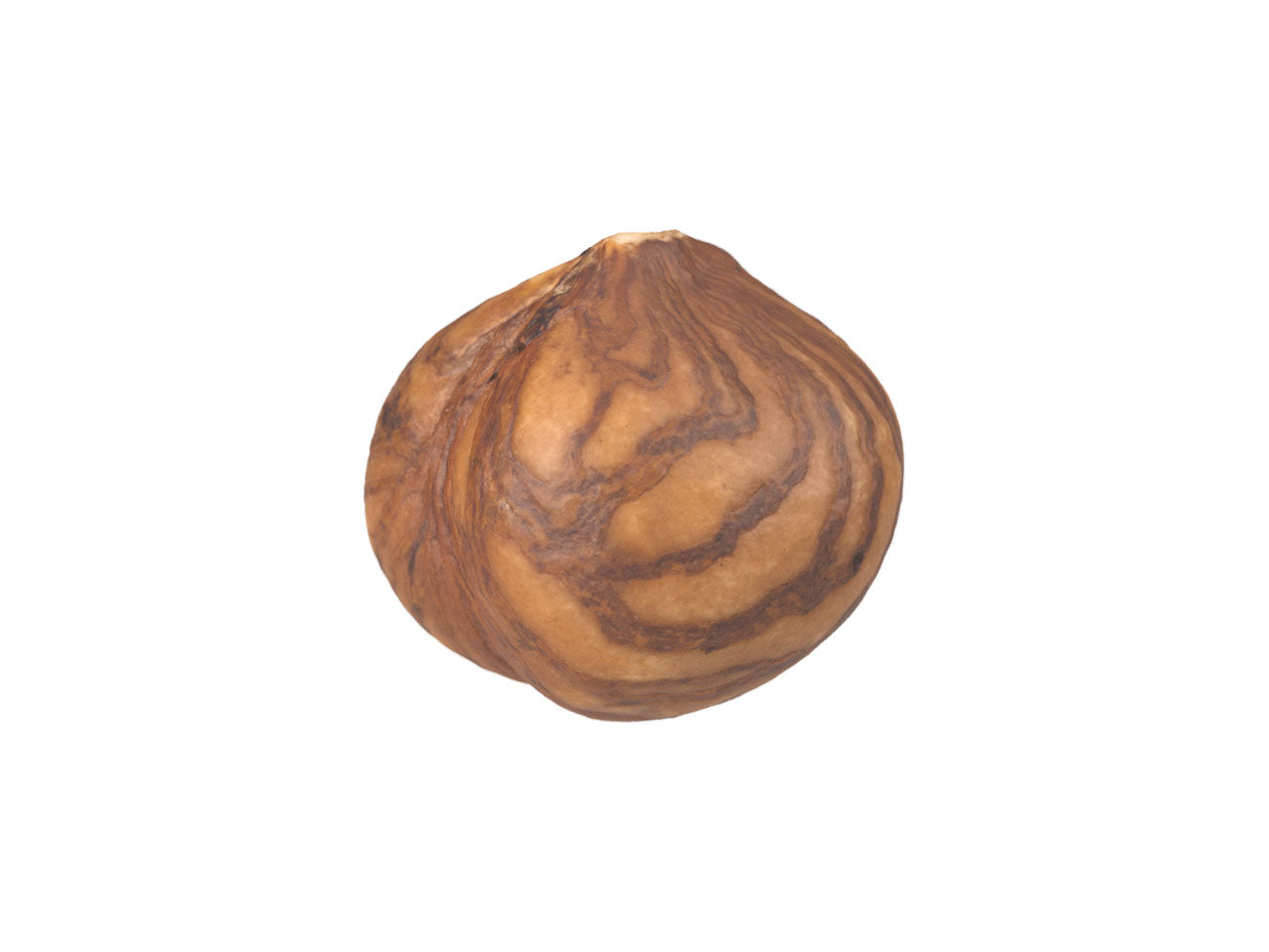 Hazelnut Kernel #2