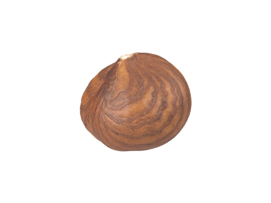 Hazelnut Kernel #3