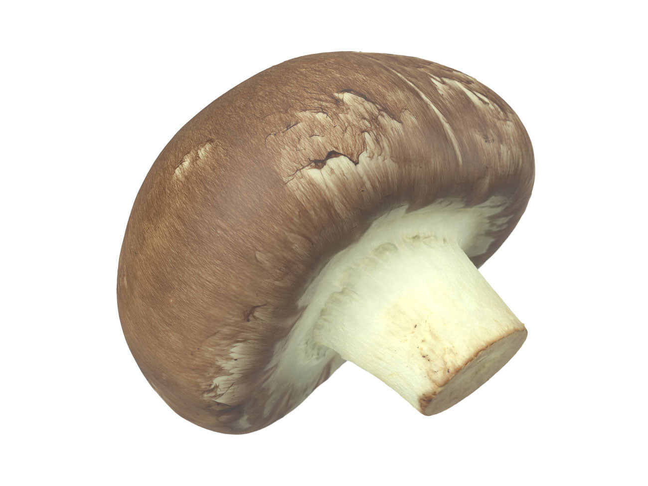 Mushroom #1