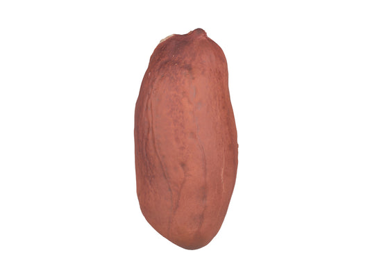 Peanut Kernel #1