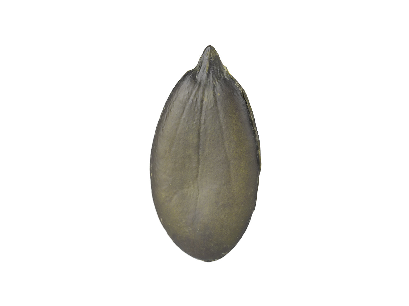 Pumpkin Seed #1