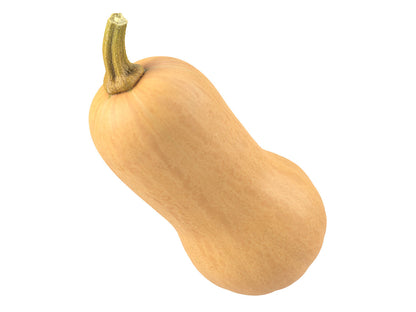 Butternut Squash #1