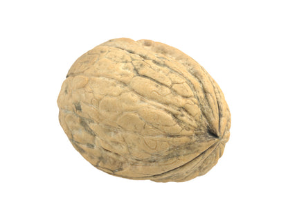 Walnut #1