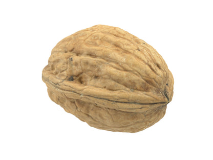 Walnut #3