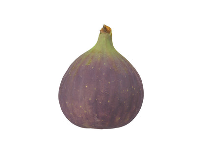 Fig #2