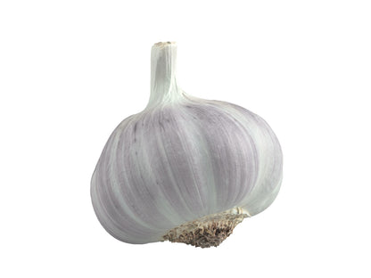 Garlic #1