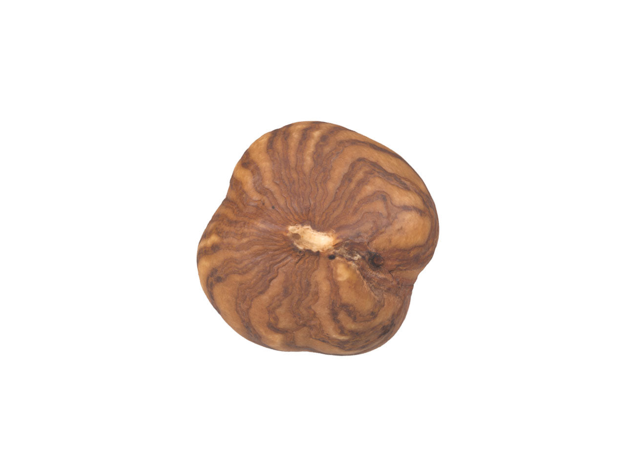 Hazelnut Kernel #2