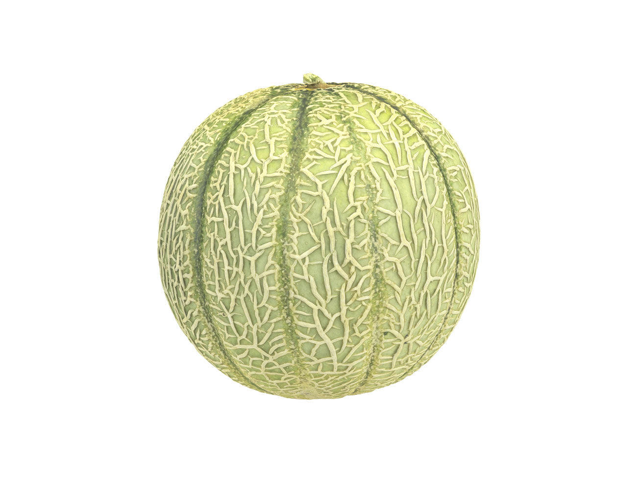 Charentais Melon #1