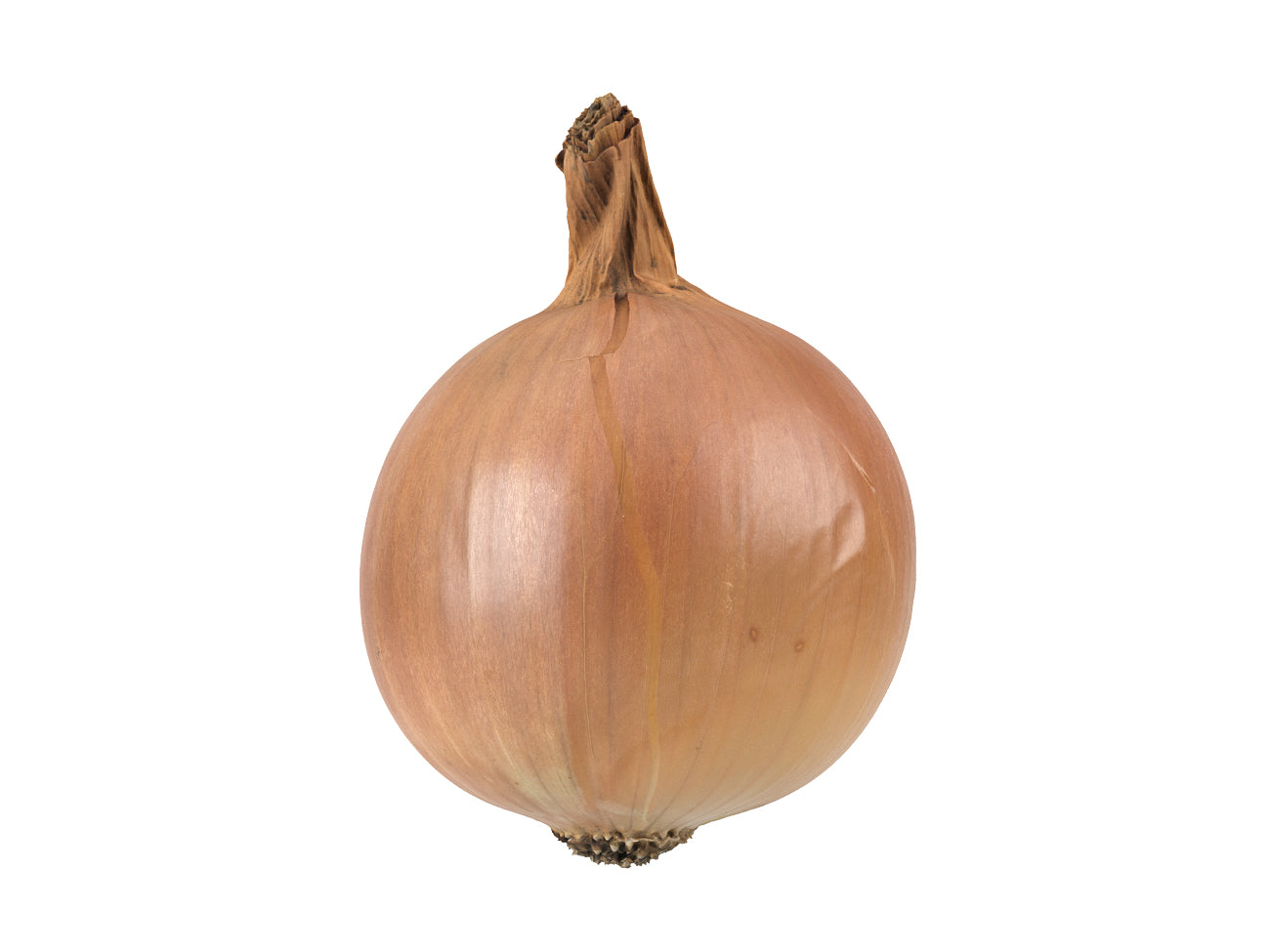 Onion #1