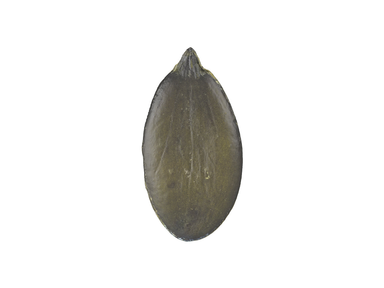 Pumpkin Seed #1