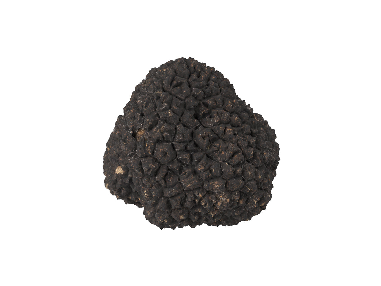 Truffle#1