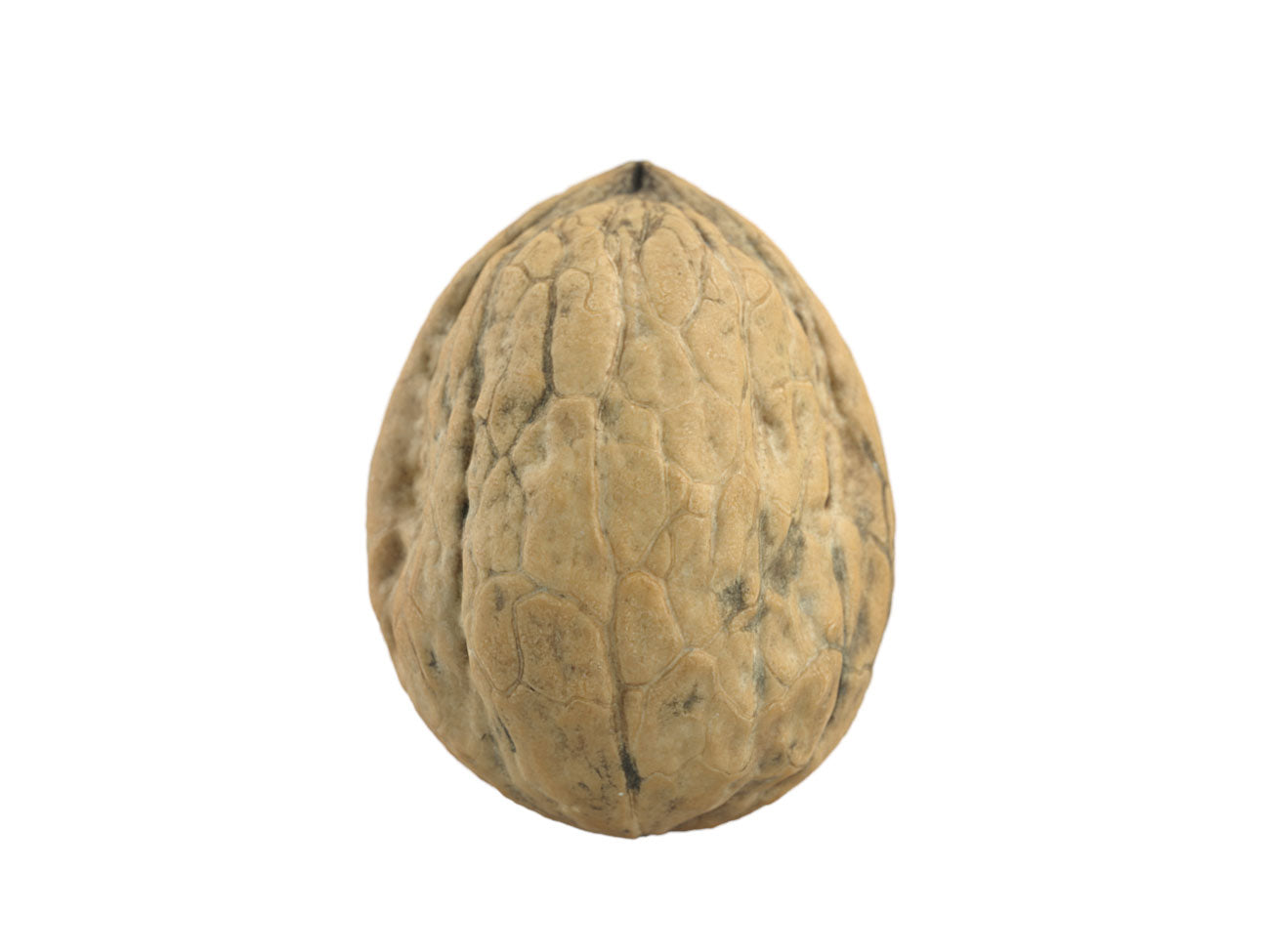 Walnut #1