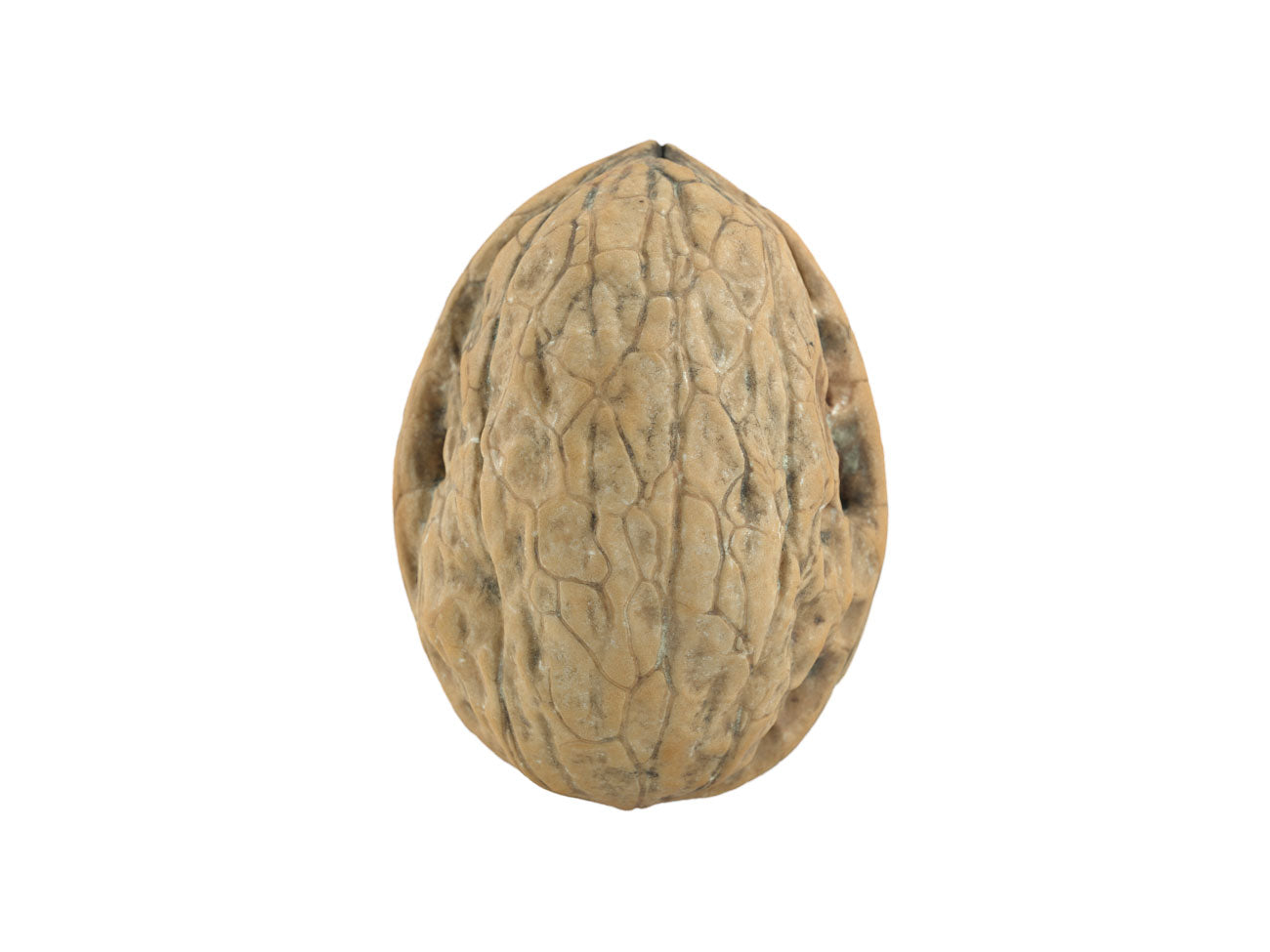 Walnut #2