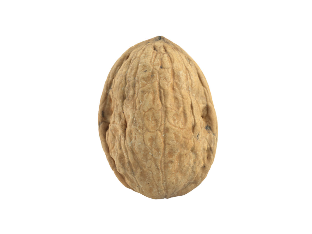 Walnut #3