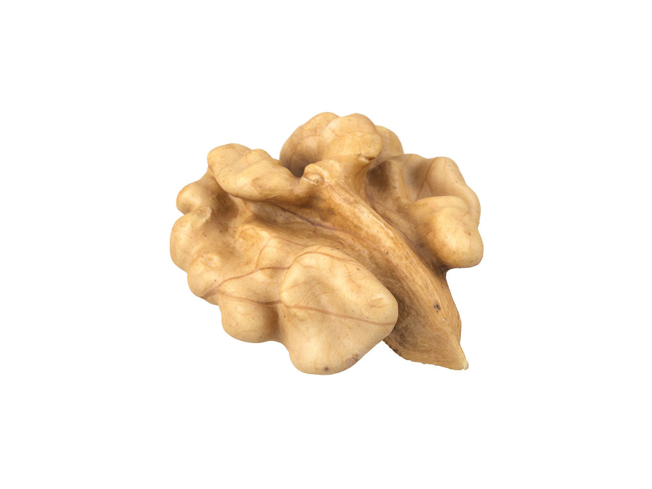 Walnut Kernel #1