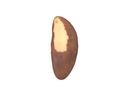 Brazil Nut #1