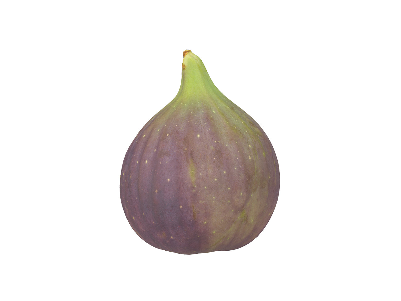 Fig #2