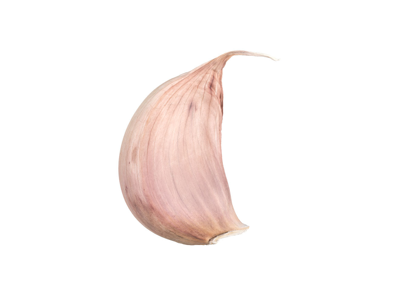 Garlic Clove #1