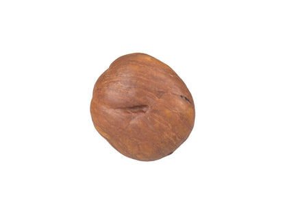 Hazelnut Kernel #1