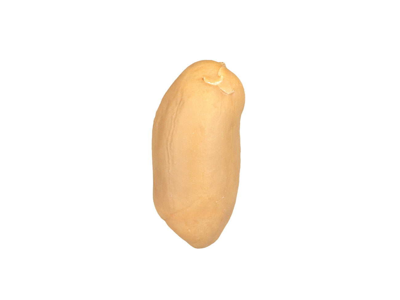 Peanut Kernel #2