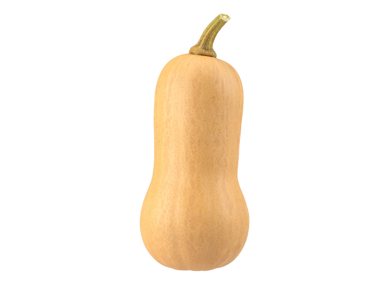 Butternut Squash #1