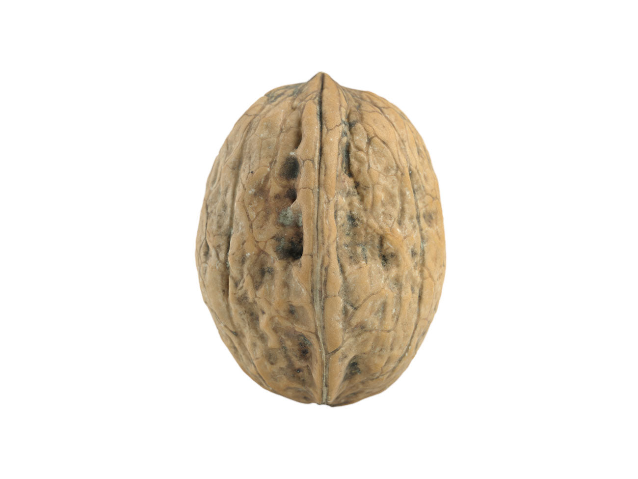 Walnut #2