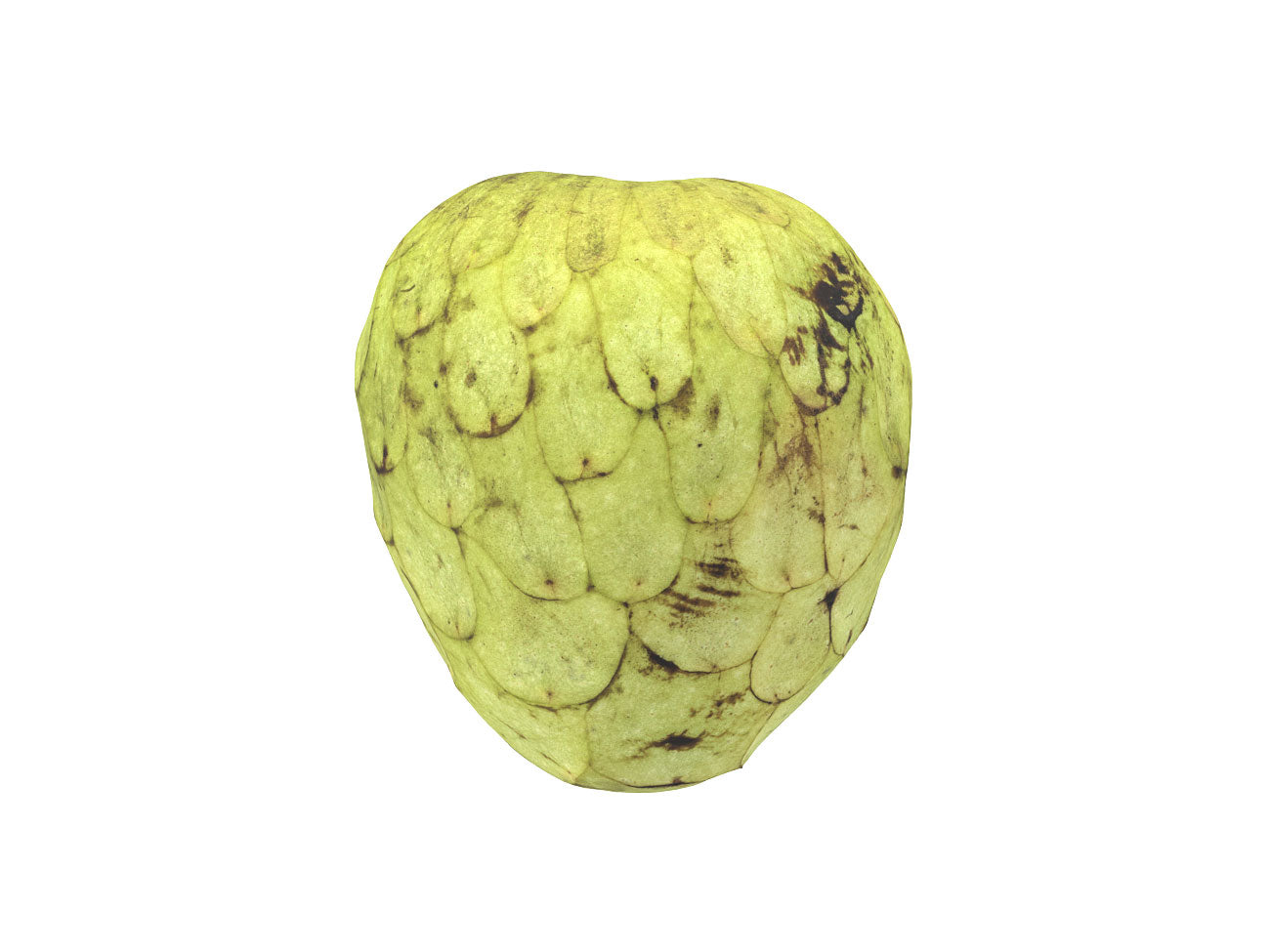 Cherimoya #1