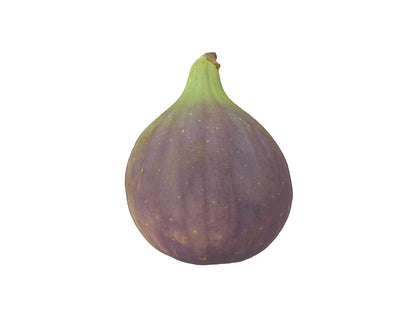 Fig #2