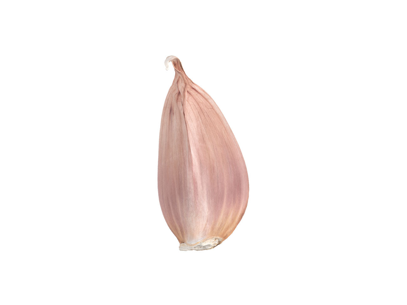 Garlic Clove #1