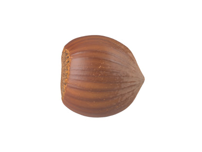 Hazelnut #3