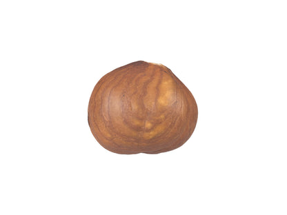 Hazelnut Kernel #1