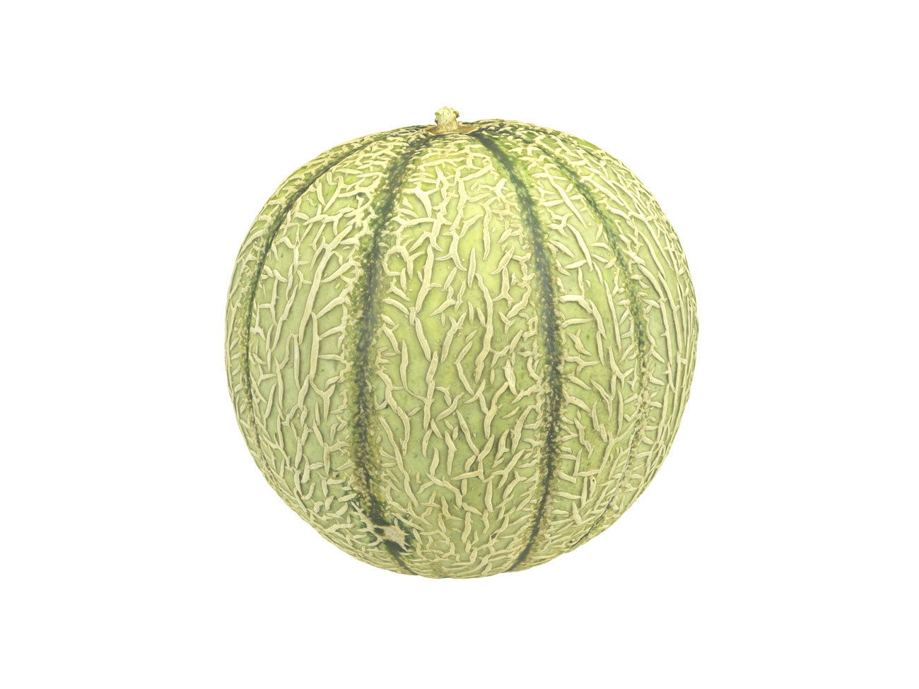 Charentais Melon #1