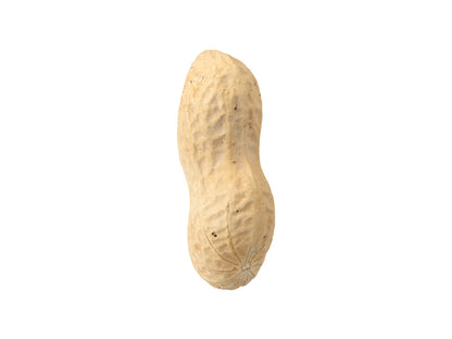 Peanut #1