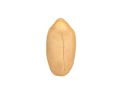 Peanut Kernel #2