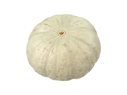 Kabocha Squash #1