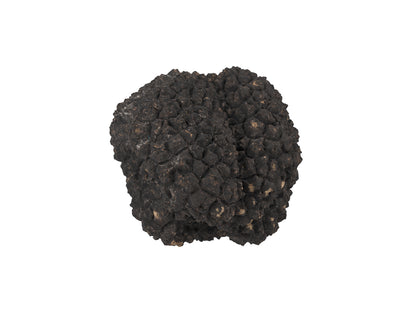 Truffle#1