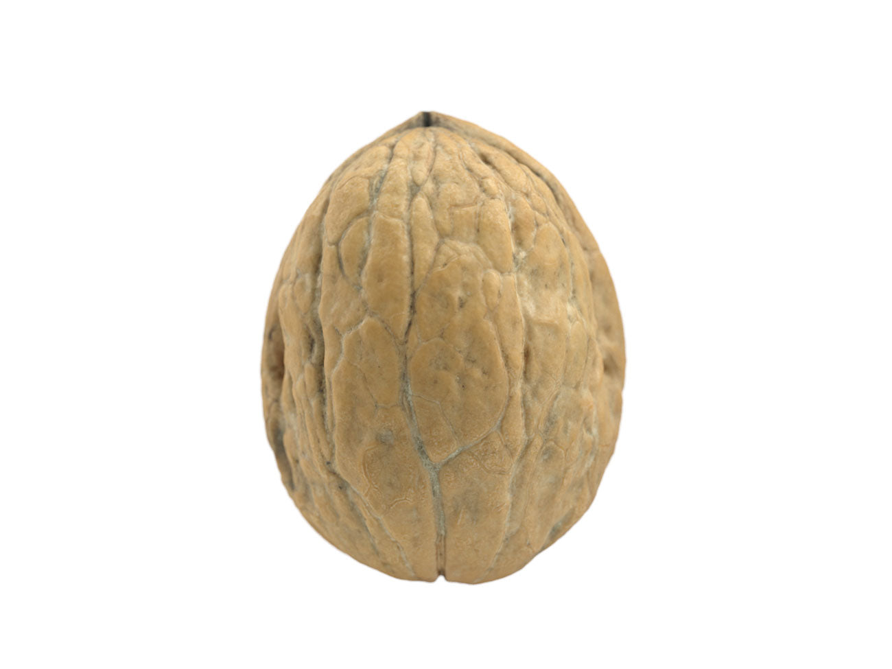 Walnut #1