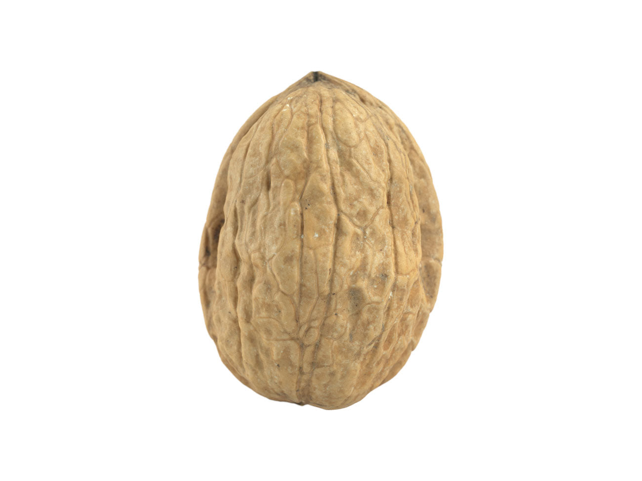 Walnut #3