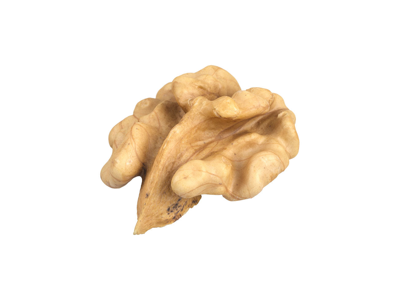 Walnut Kernel #1