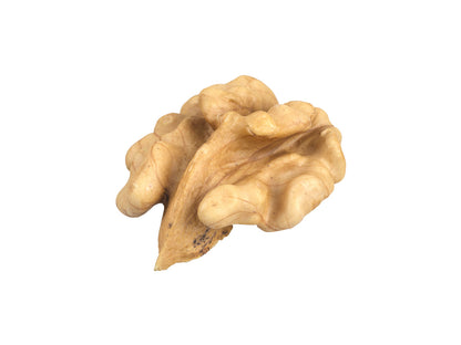 Walnut Kernel #1