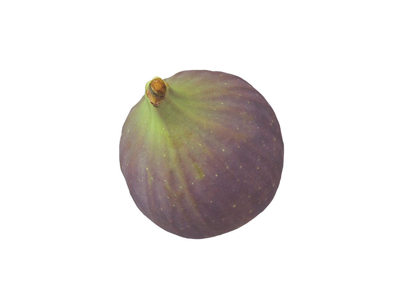 Fig #2