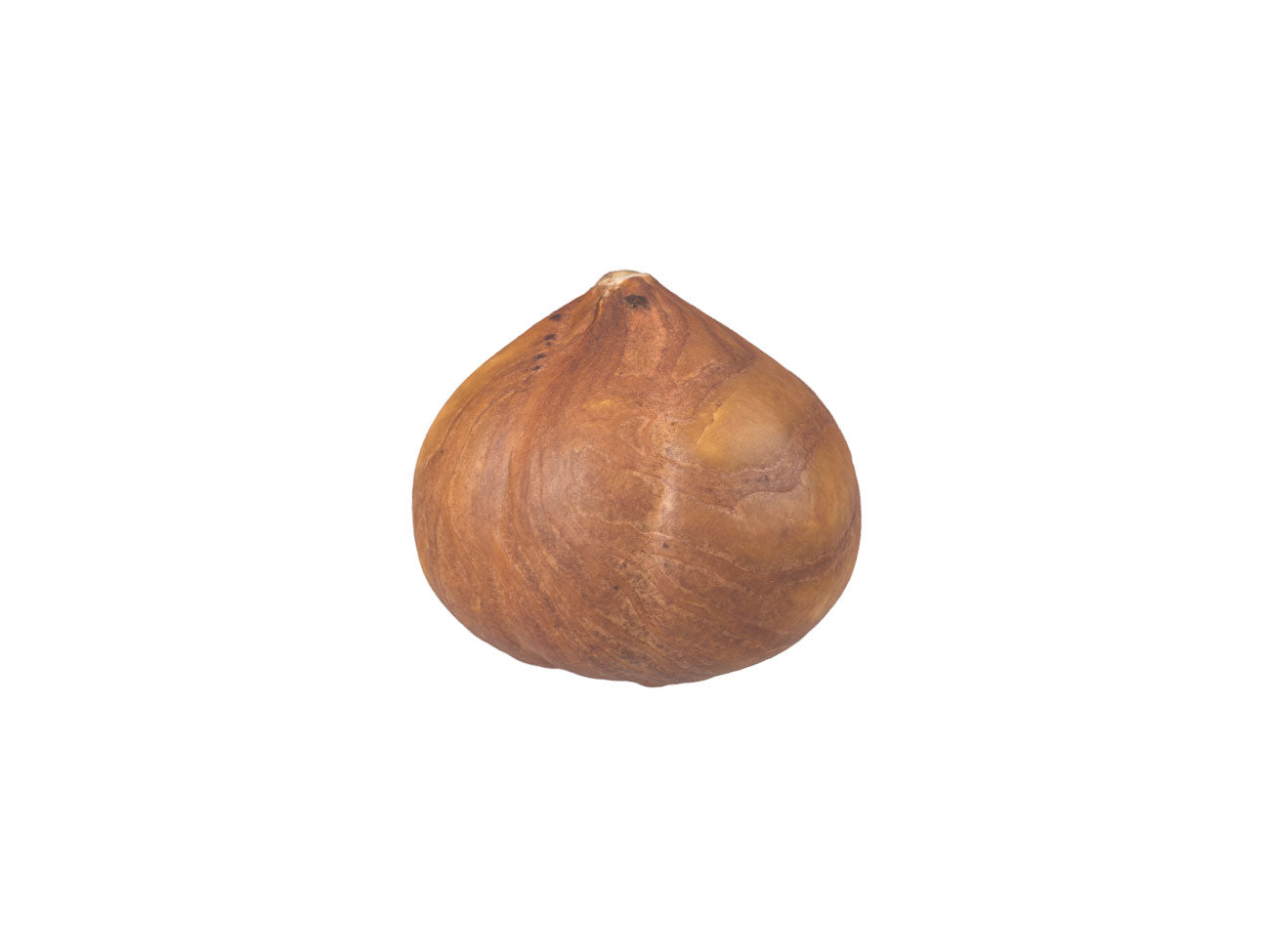 Hazelnut Kernel #1