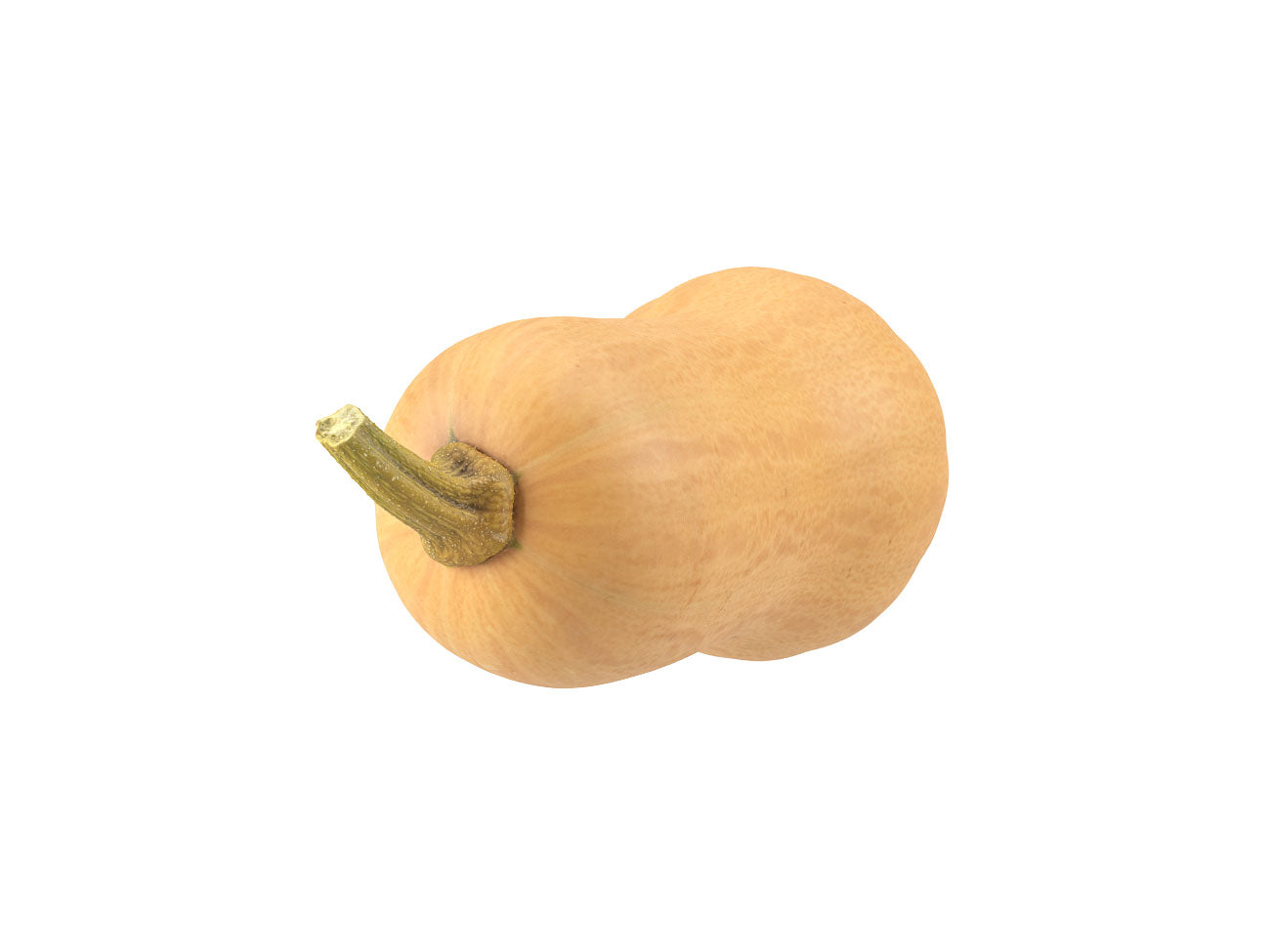 Butternut Squash #1