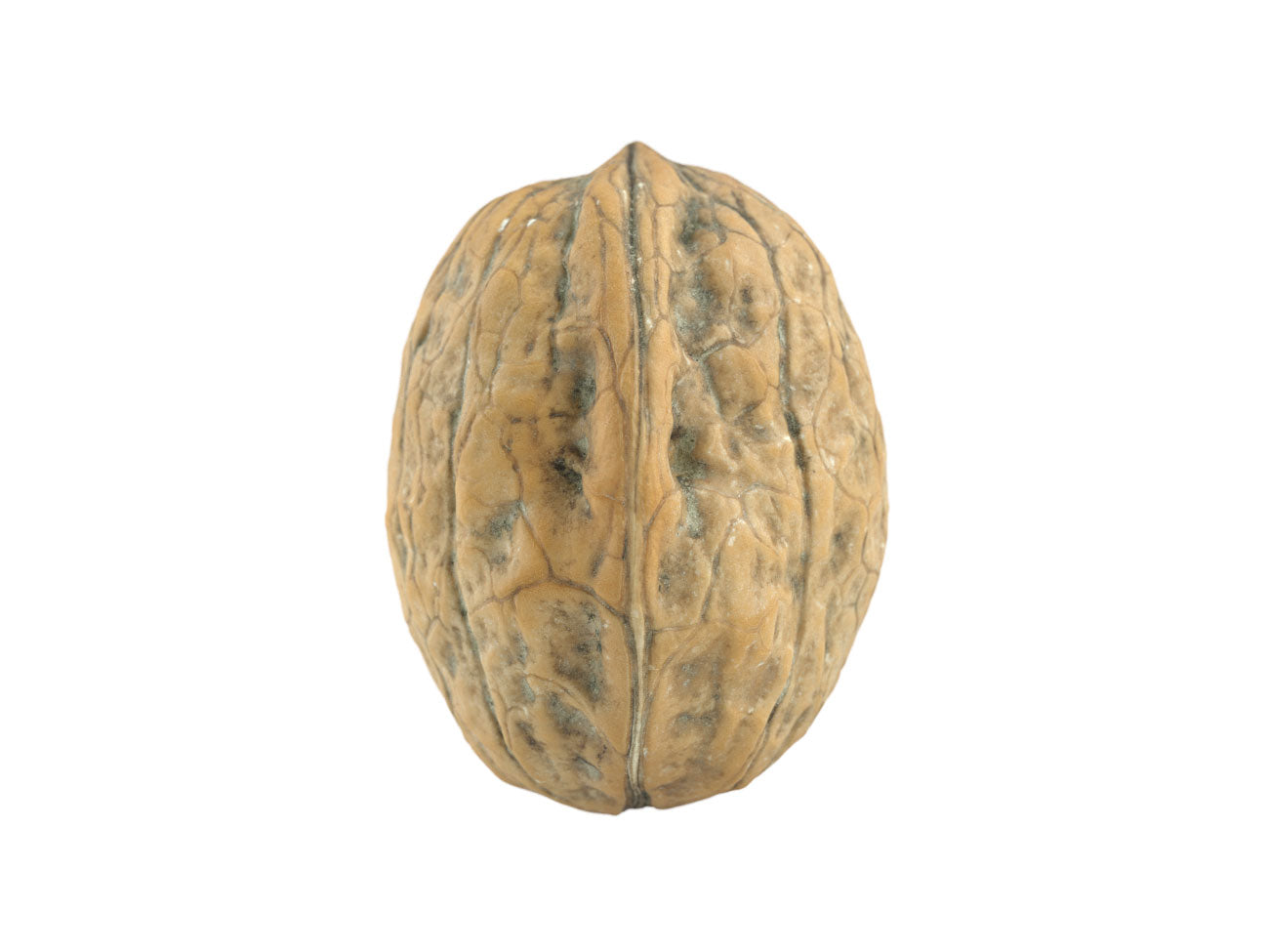 Walnut #2