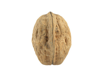 Walnut #3